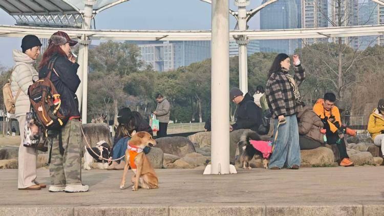 行团透视宠物经济持续狂奔的密码pg电子平